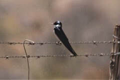 Hirundo albigularis