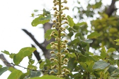 Oreopanax langlassei