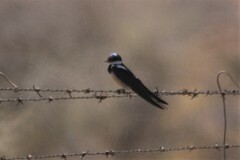 Hirundo albigularis