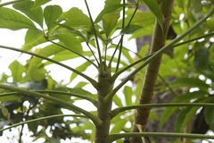 Oreopanax langlassei