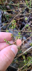 Veronica decora