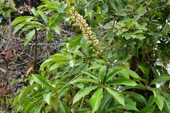 Oreopanax langlassei