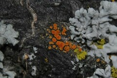 Athallia pyracea