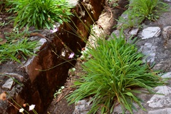 Pinaropappus spathulatus