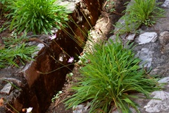 Pinaropappus spathulatus