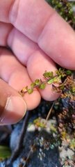 Veronica decora