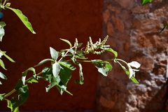 Buddleja crotonoides