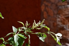 Buddleja crotonoides