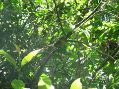 Phylloscartes ventralis