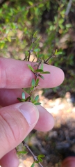Coprosma microcarpa