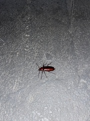 Stenodontes exsertus