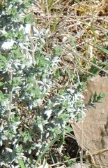 Thymus mastichina