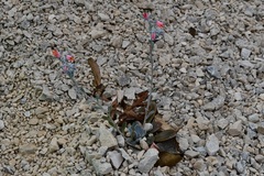 Echeveria prunina