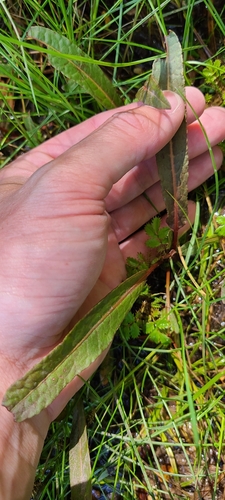 Image of Rumex flexuosus by no rights reserved