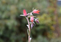 Echeveria prunina