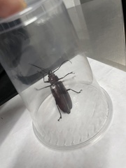 Stenodontes exsertus