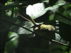 Phylloscartes ventralis