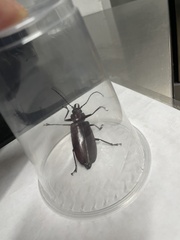 Stenodontes exsertus