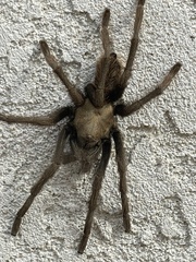 Aphonopelma eutylenum