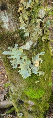Yarrumia colensoi