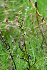 Habenaria alata