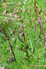 Habenaria alata