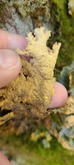 Yarrumia colensoi