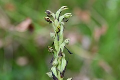 Habenaria alata