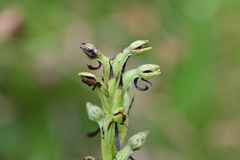 Habenaria alata