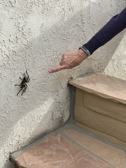 Aphonopelma eutylenum