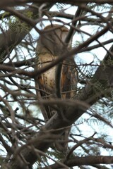 Tyto alba poensis