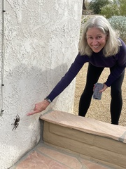 Aphonopelma eutylenum