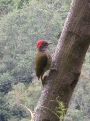 Campethera tullbergi