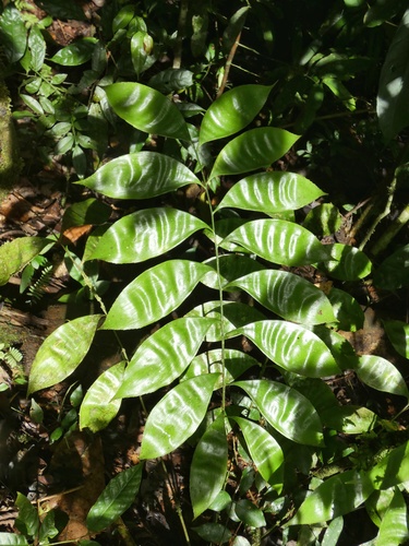 Image of Zamia obliqua by (c) Kai Squires, some rights reserved (CC BY)
