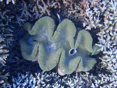 Tridacna