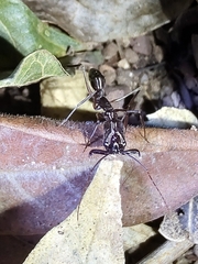 Odontomachus chelifer