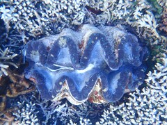 Tridacna