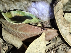 Odontomachus chelifer