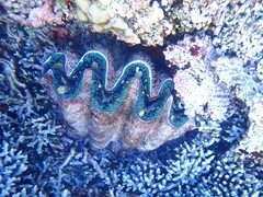 Tridacna