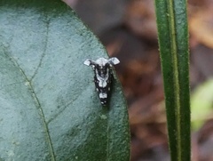 Notocera bituberculata