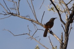 Achaetops pycnopygius