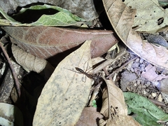 Odontomachus chelifer