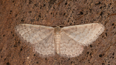 Idaea inversata