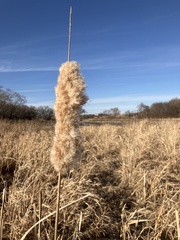 Typha angustifolia