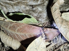 Odontomachus chelifer