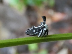Notocera bituberculata