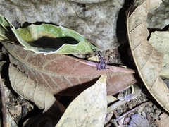 Odontomachus chelifer