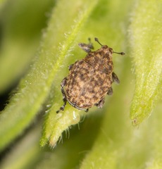 Acanthoscelidius acephalus