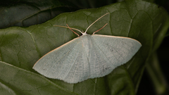 Prasinocyma ocyptera