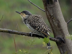 Colaptes pitius